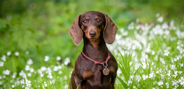 chocolate and tan miniature dachsund chocolate and tan miniature dachsund