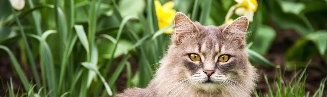What Plants are Poisonous to Cats Image of a cat sitting beside flowers for article on what plants are poisonous to cats