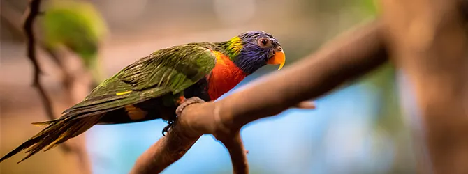 Avian Vet Near Me : Comprehensive Guide for Bird Owners Multi-coloured bird for article on avian vet near me