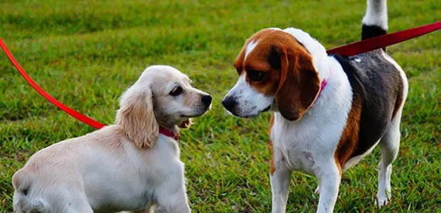 two dogs on grass face to face two dogs on grass face to face
