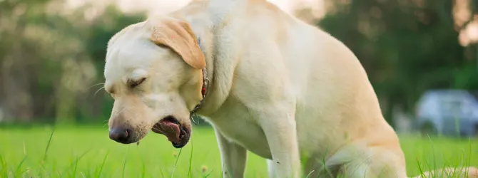 Why is my dog coughing and gagging? Vet expert explains all Image of a dog coughing and gagging