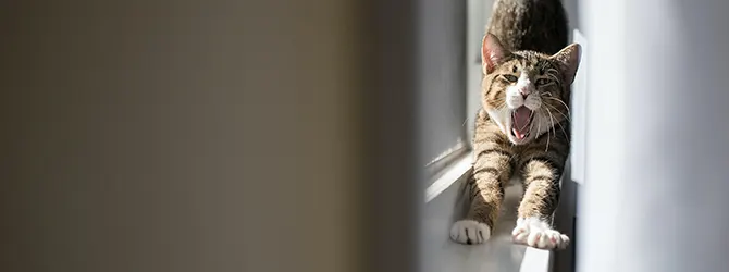 Is Your Female Cat in Heat - Spot The Signs cat staring out of window