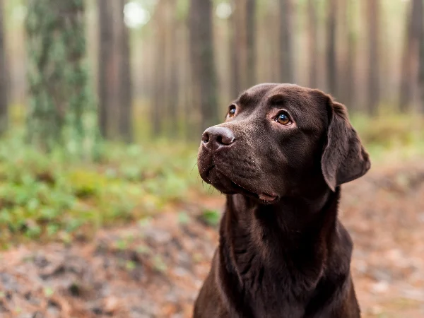 labrador-body5.jpg Image of a Labrador, a breed which often has issues with hip dysplasia