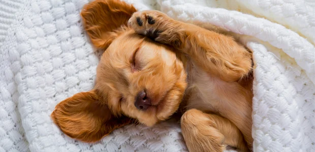 cute brown puppy sleeping on white blanket cute brown puppy sleeping on white blanket