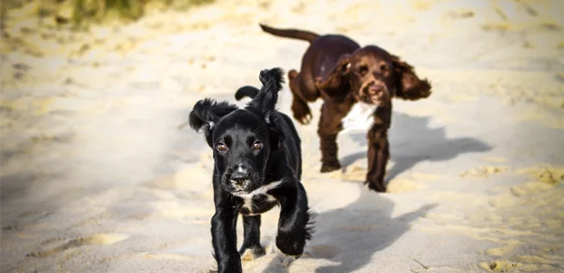two sprocker puppies, one black, one brown, running on the beach Two Sprocker puppies running on the beach. One Sprocker puppy is black, one is brown