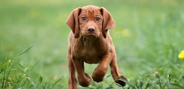 Vizsla puppy in a field Vizsla puppy in a field