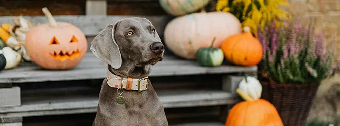 Dog with spooky pumpkins Photo of a dog with spooky Halloween pumpkins for an article on common hazards dogs face in autumn