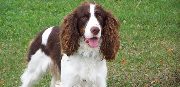 springer spaniel with floppy ears springer spaniel with floppy ears