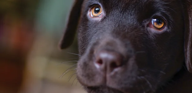 dry-eye-dogs-body.jpg Close-up photo of a dog, possibly affected by dry eye