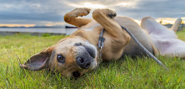 dog lying on back in a field dog lying on back in a field