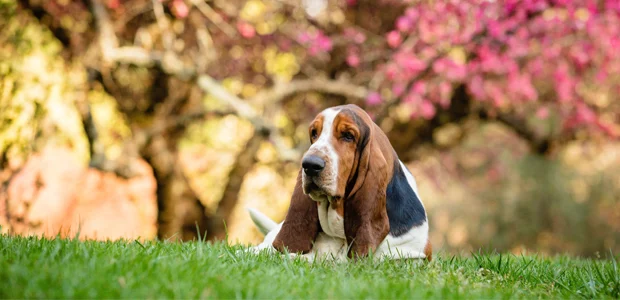 basset hound laying on the ground basset hound laying on the ground