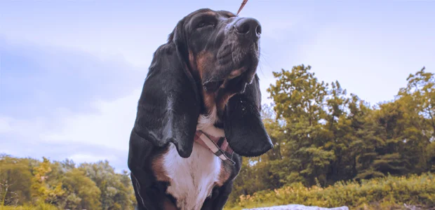 black and brown basset hound black and brown basset hound