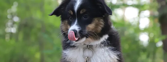 Why Do Puppies Eat Their Poop Wondering "why do dogs eat their own poop"? A playful puppy, sitting in a forest with its tongue out, captures the curiosity and behaviours often seen during the start of a dog's life.