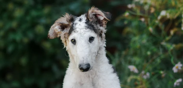 brown and white borzoi puppy brown and white borzoi puppy