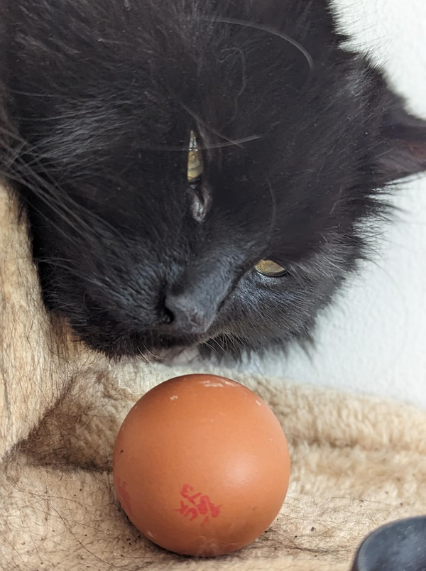 cat-egg.png Photo of a cat eyeing up an egg suspiciously - but cats can eat eggs as long as they are scrambled or hard-boiled. Cats shouldn't be given raw eggs