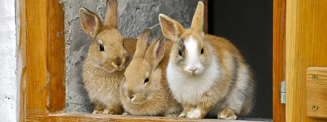 rabbit-mites-hero Photo of three rabbits in an outdoor hutch for an article on rabbit mites. Good hutch hygiene helps reduce parasites, include rabbit ear mites and others.