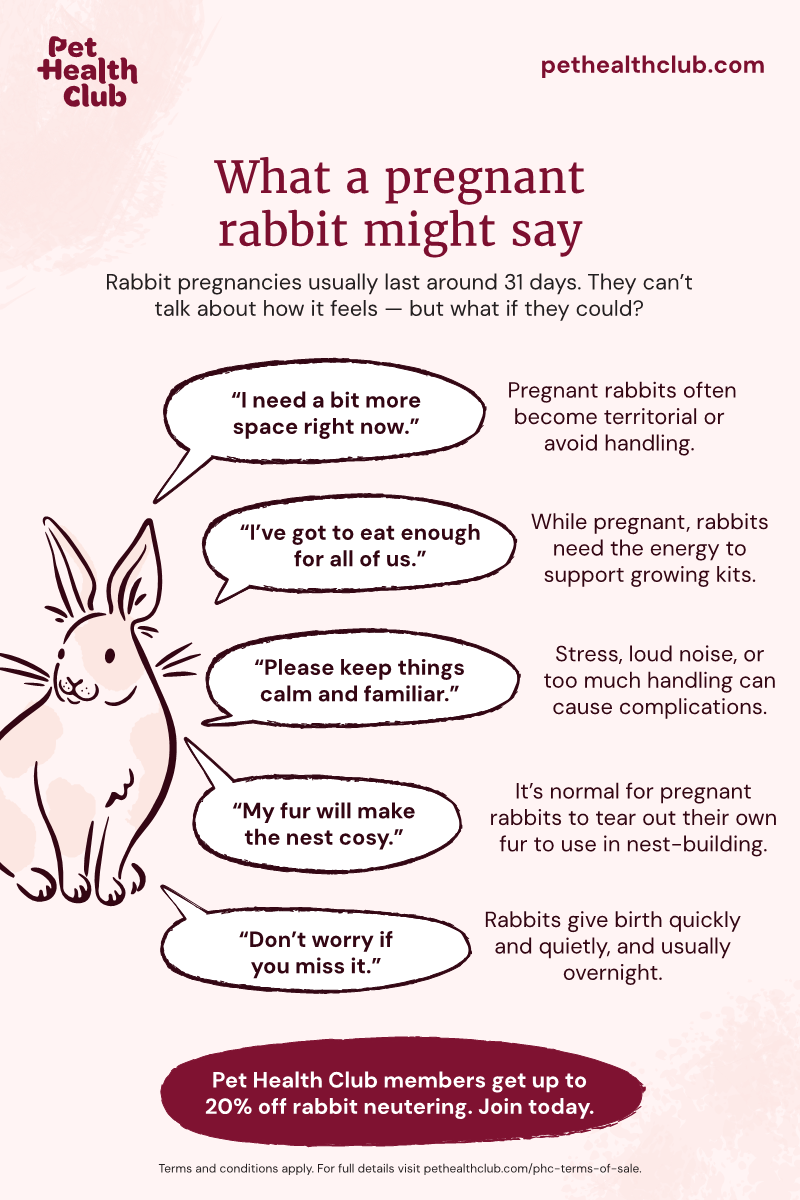 Pet Health Club infographic on what a pregnant rabbit might say Pet Health Club infographic on what a pregnant rabbit might say (if they could speak). It gives some clues as to how your rabbit might think and feel during their pregnancy.