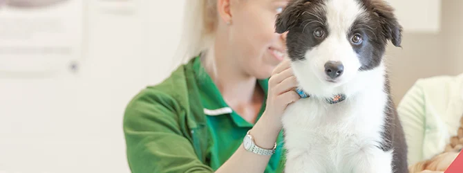 Puppy receiving worming treatment from a vet nurse Worming puppies is important for their healthy development — here's a puppy in for their wormer at the vet.