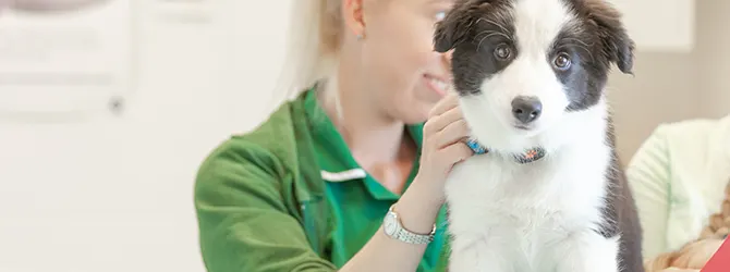Puppy receiving worming treatment from a vet nurse Worming puppies is important for their healthy development — here's a puppy in for their wormer at the vet.
