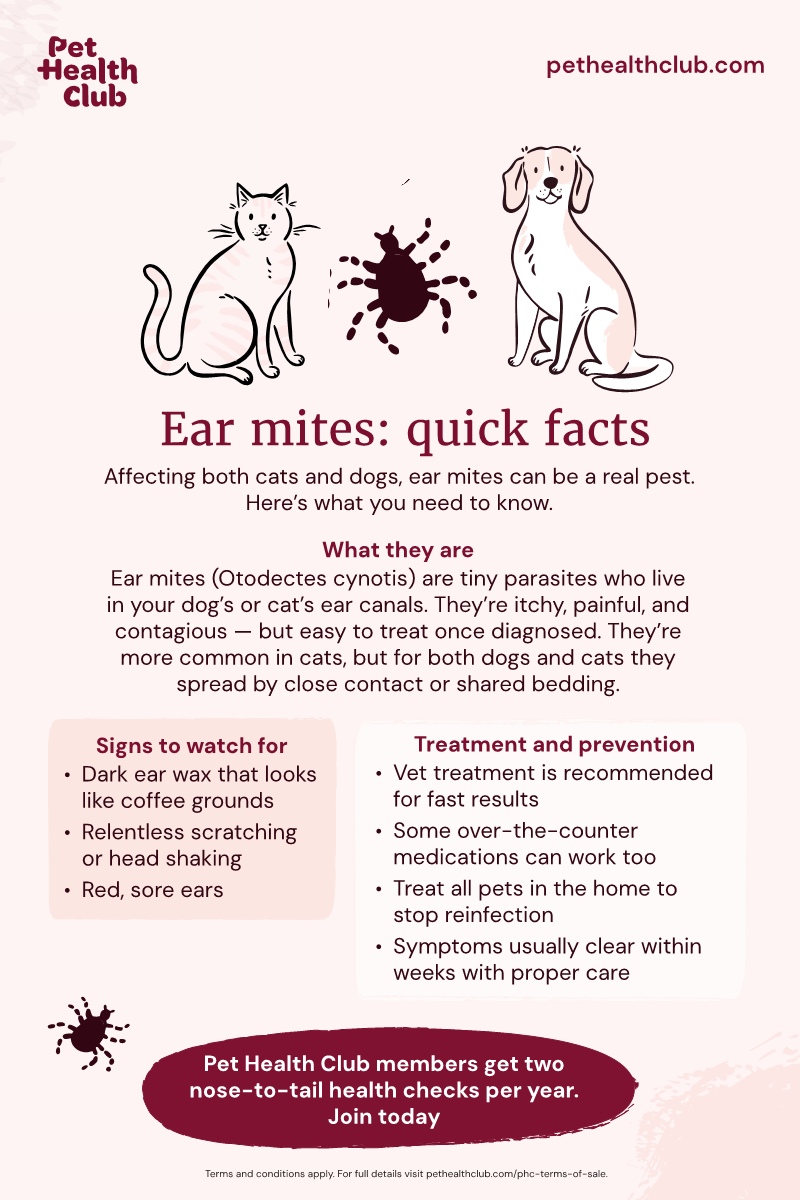 Pet Health Club infographic on ear mite facts An infographic on ear mites, which can affect both dogs and cats. It covers ear mite symptoms, treatment, and prevention.