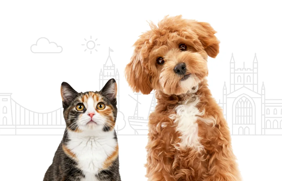PHC ATL Web Header 953x612 Bristol&Bath cat and dog