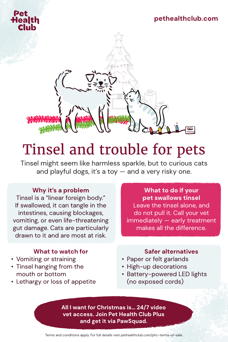 Pet Health Club infographic - Tinsel trouble for pets Pet Health Club infographic on why tinsel is an often-overlooked danger to pets