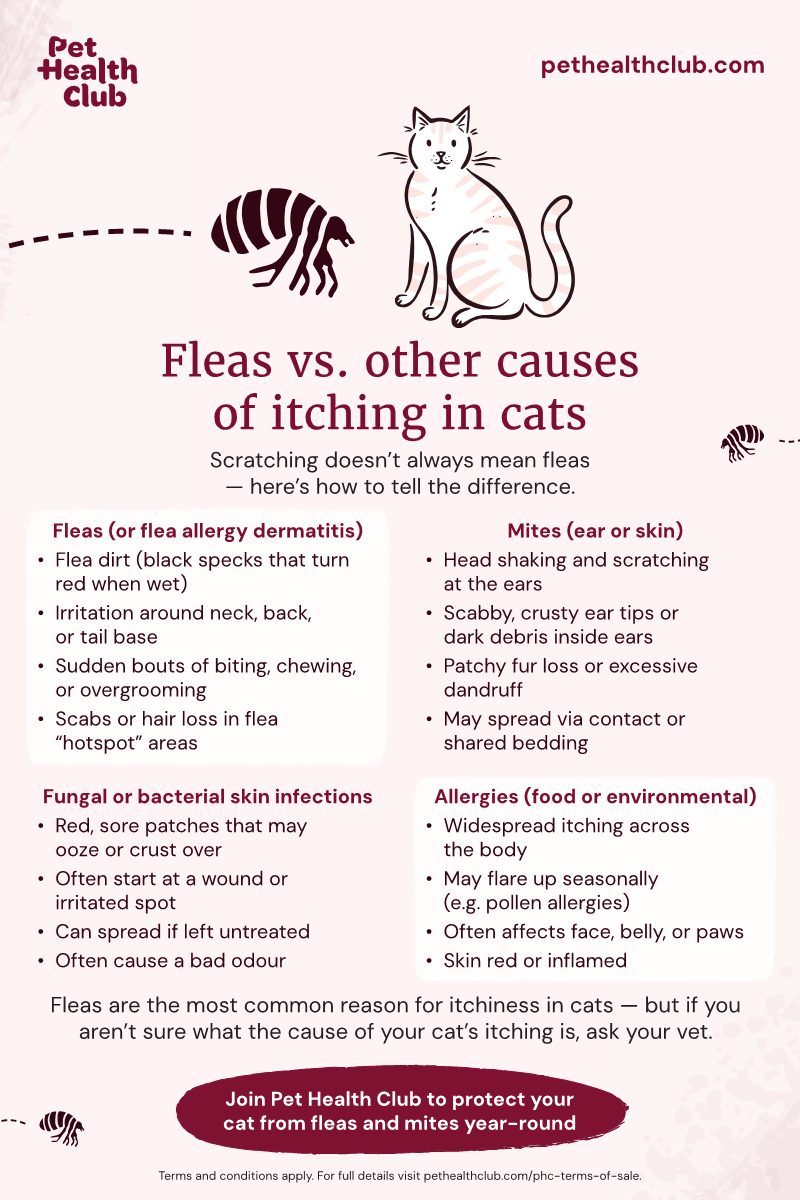 Pet Health Club infographic on fleas vs. other causes of itching in cats An infographic on common causes of itching in cats. Fleas are the most common, but allergies, mites, and fungal or bacterial infections are also frequent issues.