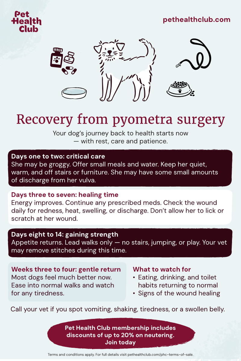 Pet Health Club infographic on how dogs recover from pyometra surgery Pet Health Club infographic on how dogs recover from pyometra surgery