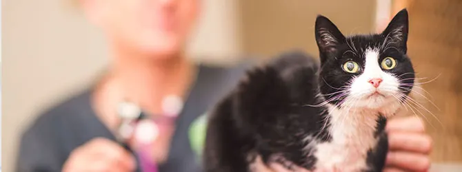 A tuxedo cat at the vet A cat at the vet, possibly with a case of roundworms in cats