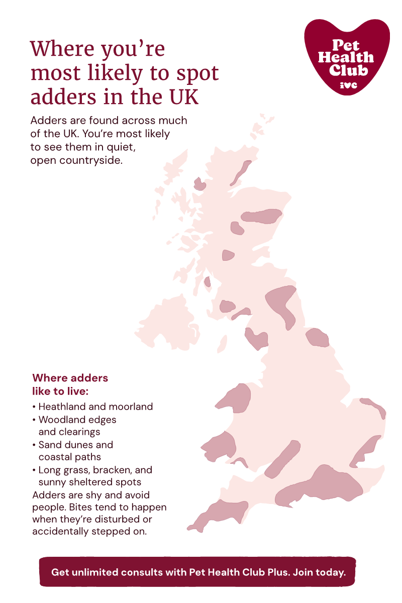 Infographic about adder hotspots in the UK Where do adders live in the UK? Our Pet Health Club infographic shows some of the areas adders are more common.