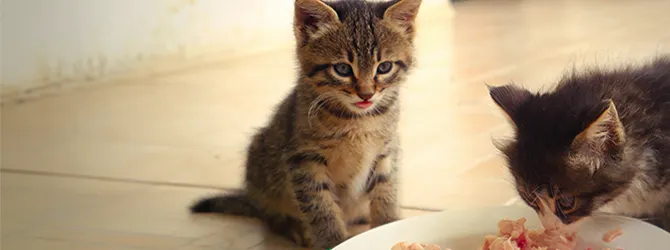 A couple of kittens eating wet food from a bowl Photo of kittens eating from a bowl. Kitten diets need to have certain nutrients so that kittens like these will grow up healthy and strong.
