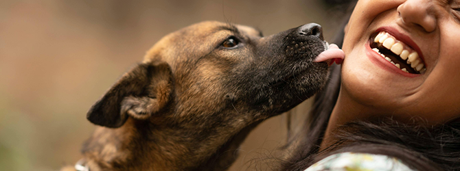Photo of a dog licking their owner's face Photo of a dog licking their owners face, for an article answering the question "Why does my dog lick my face?"