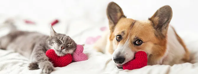 A happy cat and a dog with heart-shaped crochet cushions A happy cat and dog with crochet-knit heart-shaped cushions, accompanying an article on pet love language