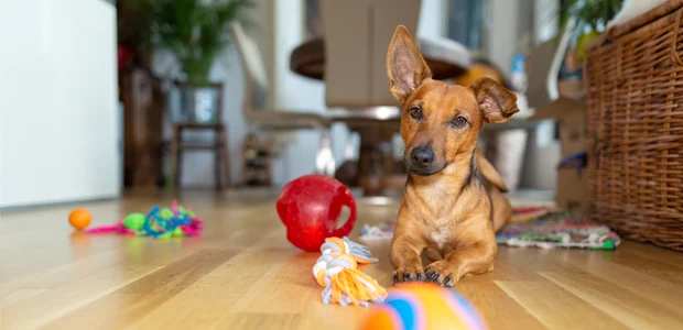 Dog playing with toys Dog playing with toys