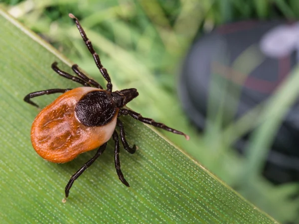 Tick on a leaf showing it's back for article on taking dogs abroad Image of a deer tick. Ticks are one of the worst offenders for giving dogs nasty diseases while traveling.