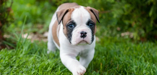 American Bulldog puppy American Bulldog puppy