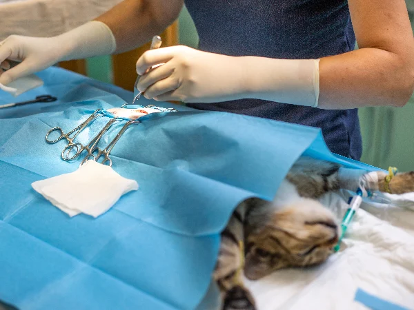 image for article on cat neutering a cat under general anaesthetic, being neutered at the vet