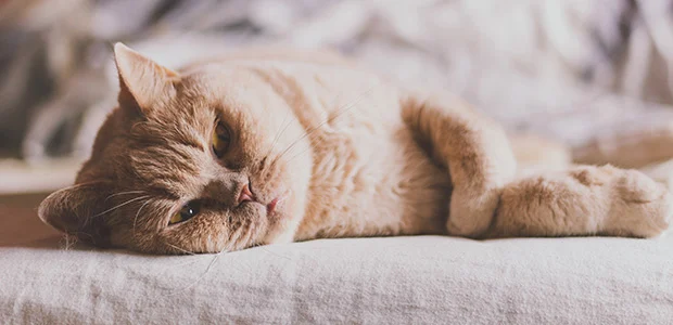 hip-dysplasia-in-cats-body-1.jpg Ginger cat laying down on bed with eyes open