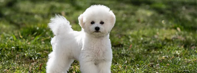 Bichon Frise Guide - Breed Information white bichon frise standing on grass
