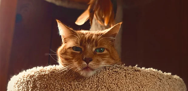 cat standing by scratch post cat standing by scratch post
