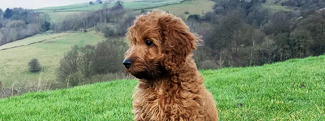 Cockapoo | Owner's Guide cockapoo in tall grass looking at camera