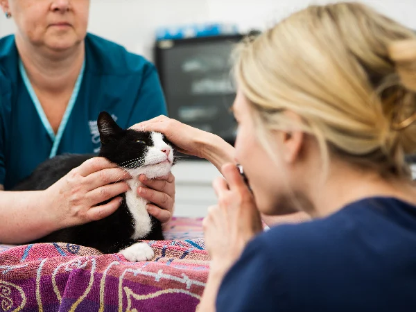 image for article on hyperthyroidism in cats image for article on hyperthyroidism in cats