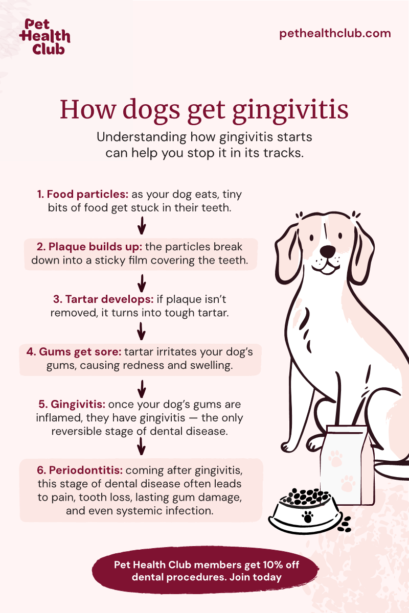 An infographic on how dogs get gingivitis, covering how food particles lead to plaque, then tartar, and sore gums. It also mentions periodontitis, which is a serious condition following from gingivitis in dogs.