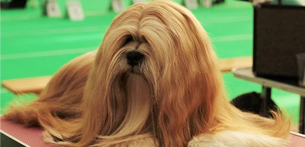 lhasa apso with long hair lhasa apso with long hair