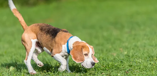 What Colour Is Your Dog's Poo - Poop Advice beagle sniffing at grass at a park - a common place dogs poo