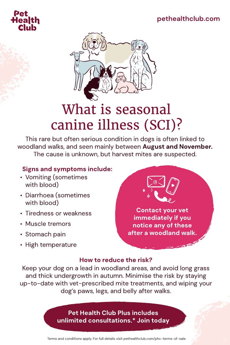 Pet Health Club infographic on seasonal canine illness (SCI) Infographic on seasonal canine illness, covering possible causes, common symptoms, and reducing the risk.