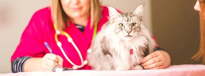 Ringworm In Cats | Signs, Symptoms & Advice cat having a veterinary check up in practice