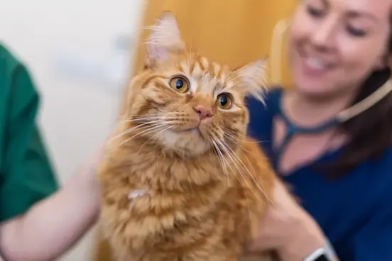 Ginger cat in clinic ginger cat having vet consulation