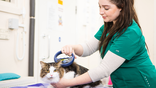 A cat being scanned by a microchip scanner Cat microchips can be read by a device which reveals the information stored on the chip. This is the device the nurse is holding in this photo.