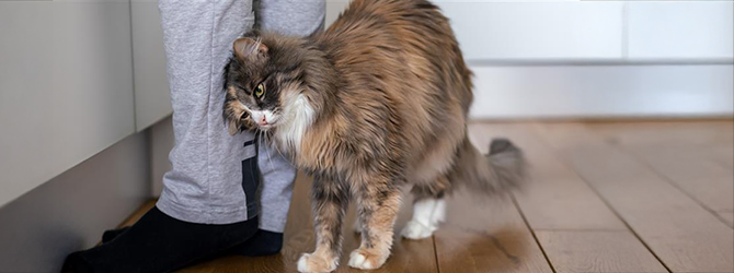 Photo of a cat rubbing their head on their owner's leg Photo of a cat rubbing their owners leg with the scent glands on their head